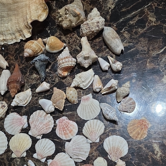 Seashell Collection & Large Conch Shell Nightnight - Picture 5 of 6